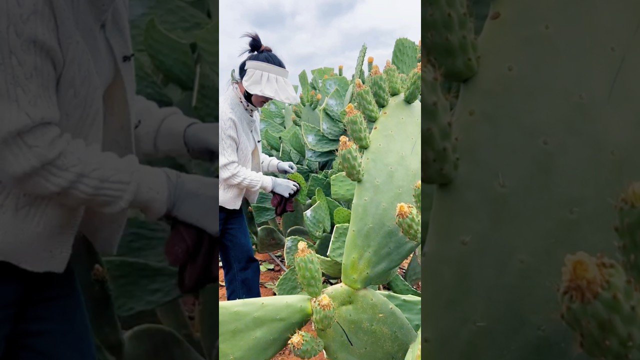 Harvesting Cactus Fruit in Nature Style #shorts #nature #fruit