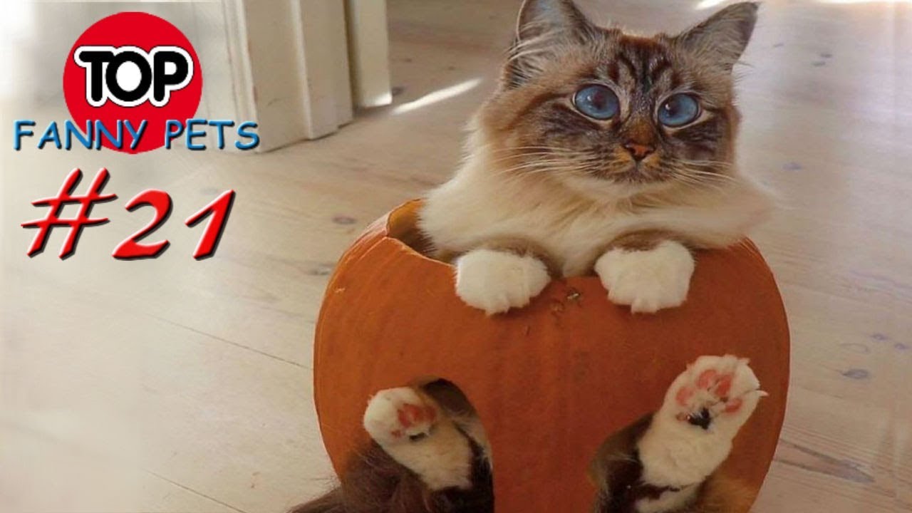 ПРИКОЛЫ 2019, ТОП СМЕШНЫХ ВИДЕО С КОТАМИ/Смешные животные/Смешные кошки/TOP FUNNY PETS 21