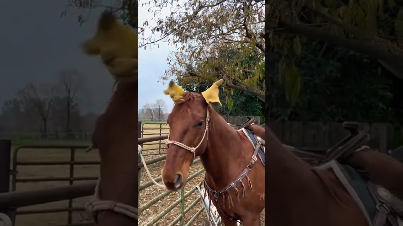 Лошадь / Смешные Животные  / Красивые животные  / приколы с лошадьми  / новинки 2023 юмор