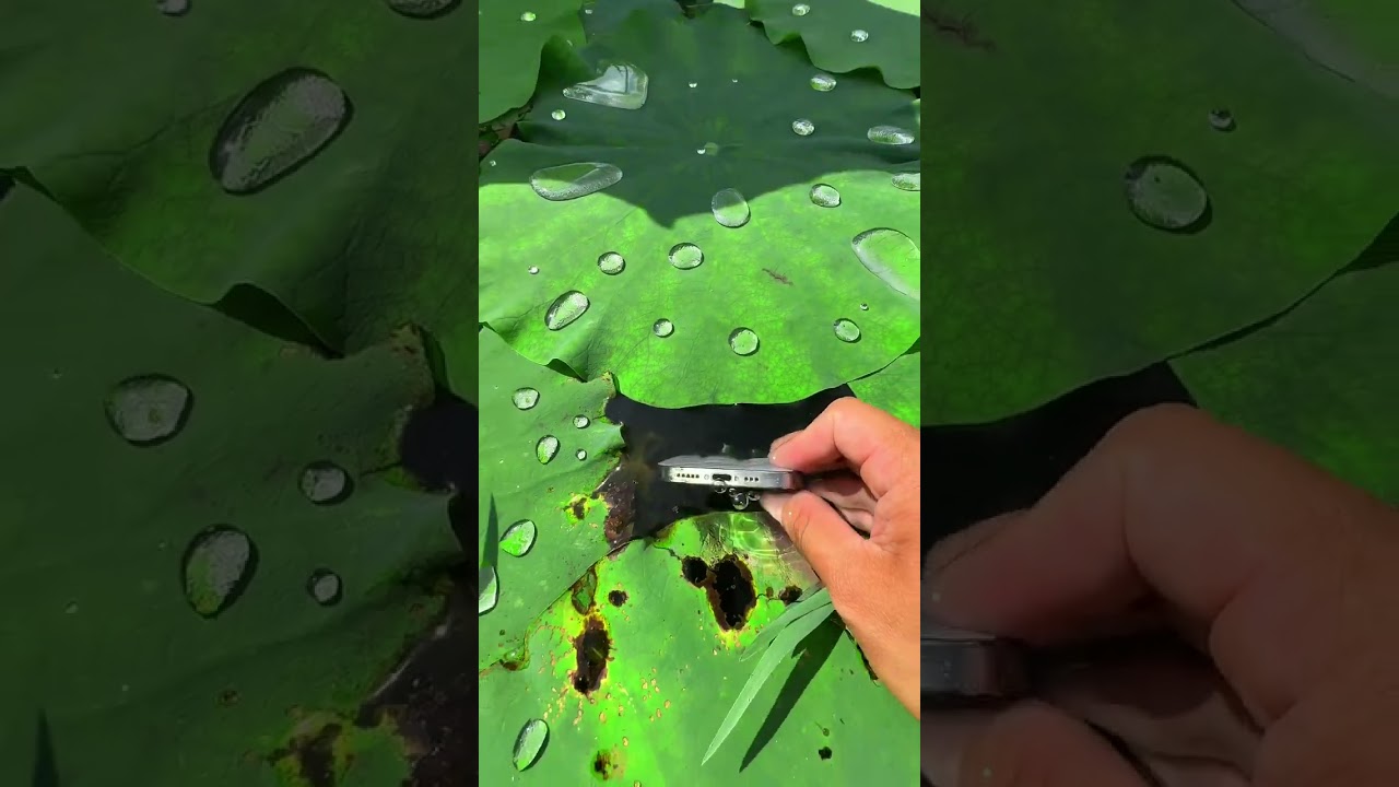 the beauty of nature - You didn't think it was that beautiful _236thclip #satisfying