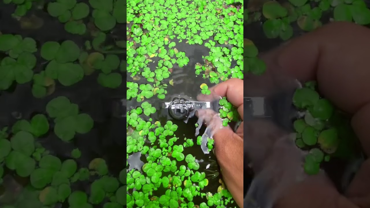 the beauty of nature - You didn't think it was that beautiful 694th clip #satisfying