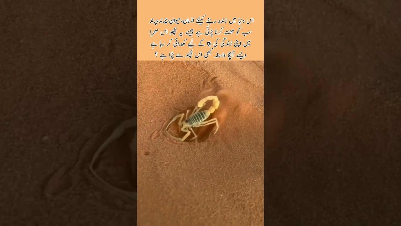 Every creature struggles to survive #nature #scorpion #animals #wildlife #shorts #trending #italy
