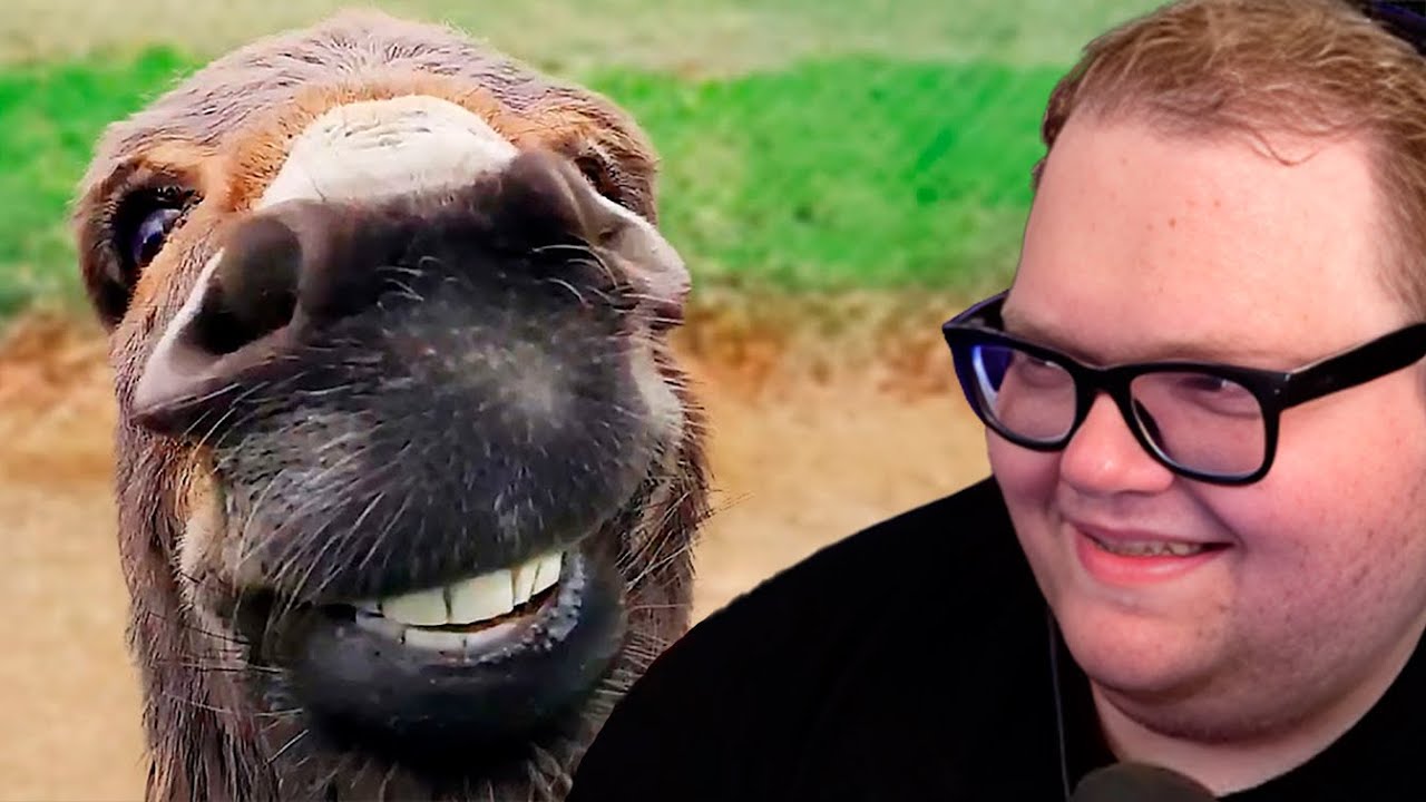 Т2х2 СМОТРИТ: Самые смешные видео с животными (часть 2)