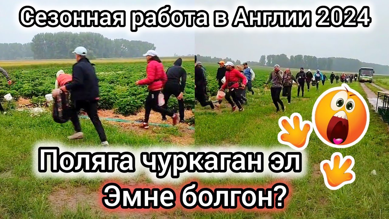 Англиядан качкын келетко / поляга эмнеге чуркашты??? Сезонная работа в Англии 2024