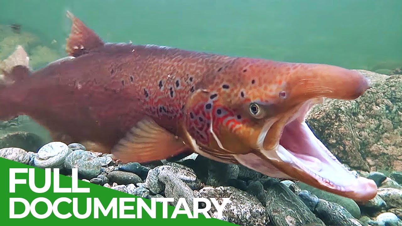 Europe&#39;s Great Wilderness | Episode 3: Europe&#39;s Living Waters | Free Documentary Nature