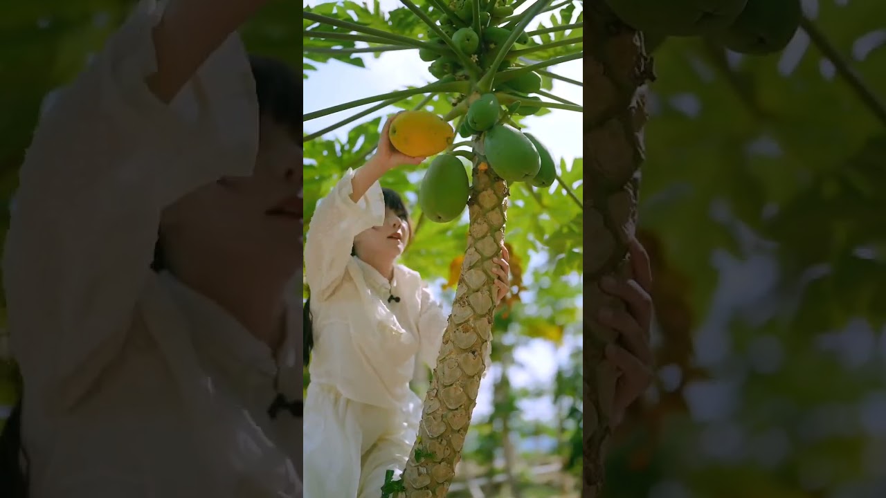 Beautiful Nature with Rural Life (P23) - Fresh fruit picking