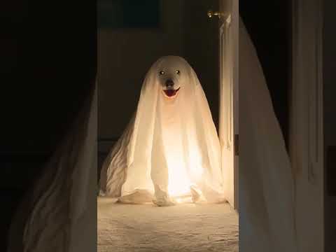 Adorable Puppies Dressed Like Ghosts Haunt House! Halloween Dogs Shorts