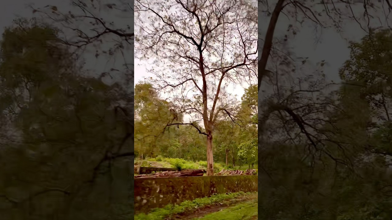മണിയാർ ഫോറെസ്റ്റ് ഡിപ്പോ 💕🌳 #love #trending#shorts#shortsfeed#youtubeshorts #nature