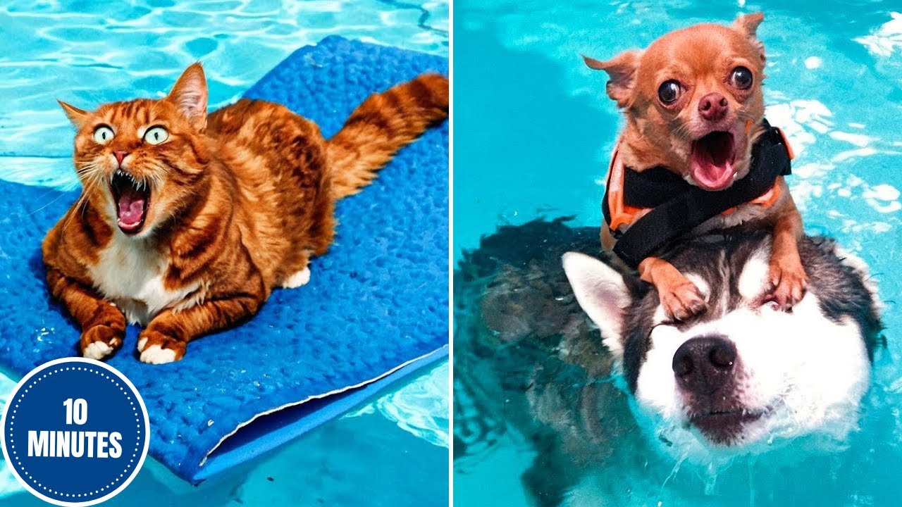 Animals vs Water 💦😂 | Funny Animal Videos 2025 Edition!