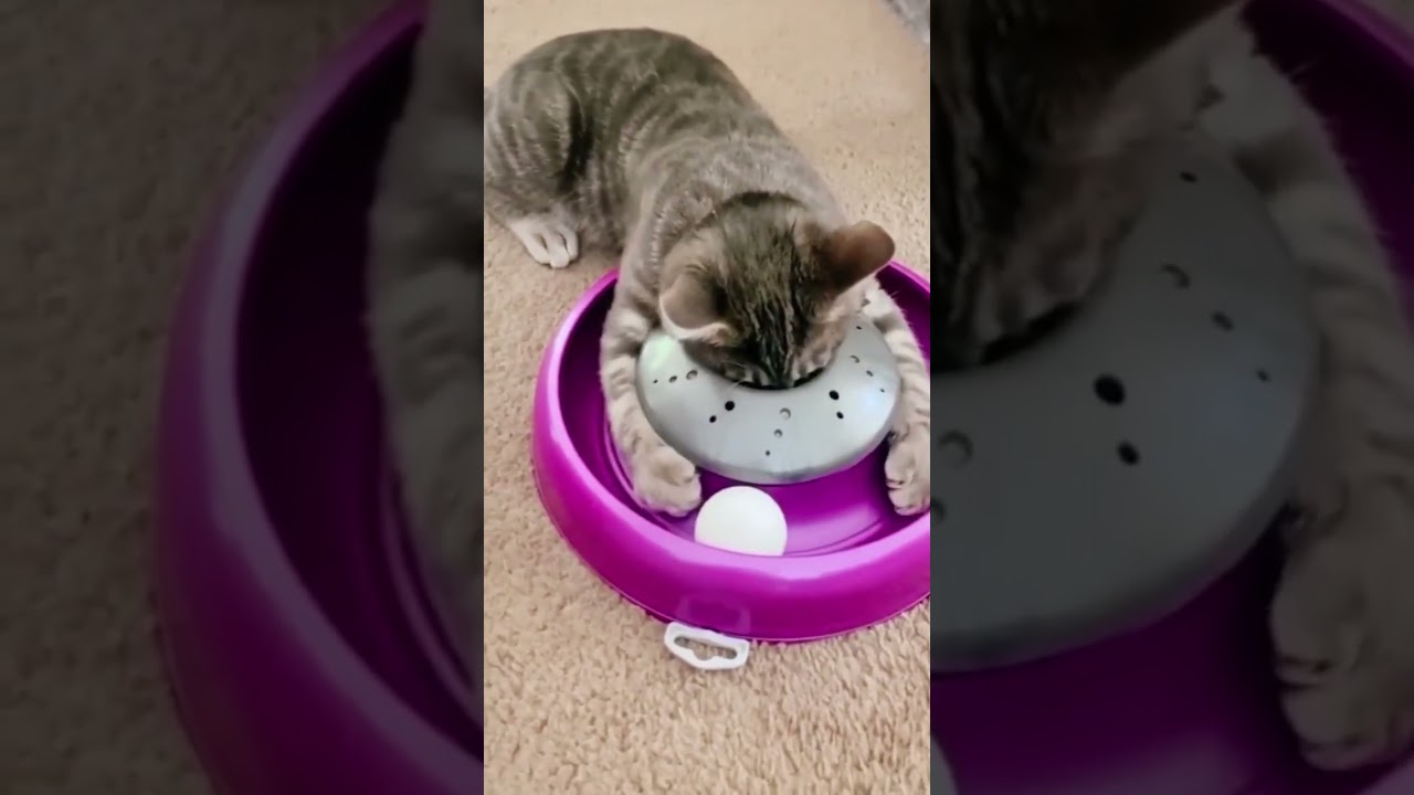 Смешные пушистики / Смешные моменты с животными 2024 /№25 ff домашниепитомцы коты собаки