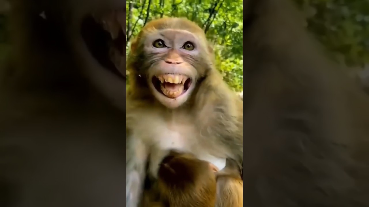 Very Funny Money 😂 Monkey 🐒 Acting 🤣#funny #monkey #comedy #yoytubeshorts