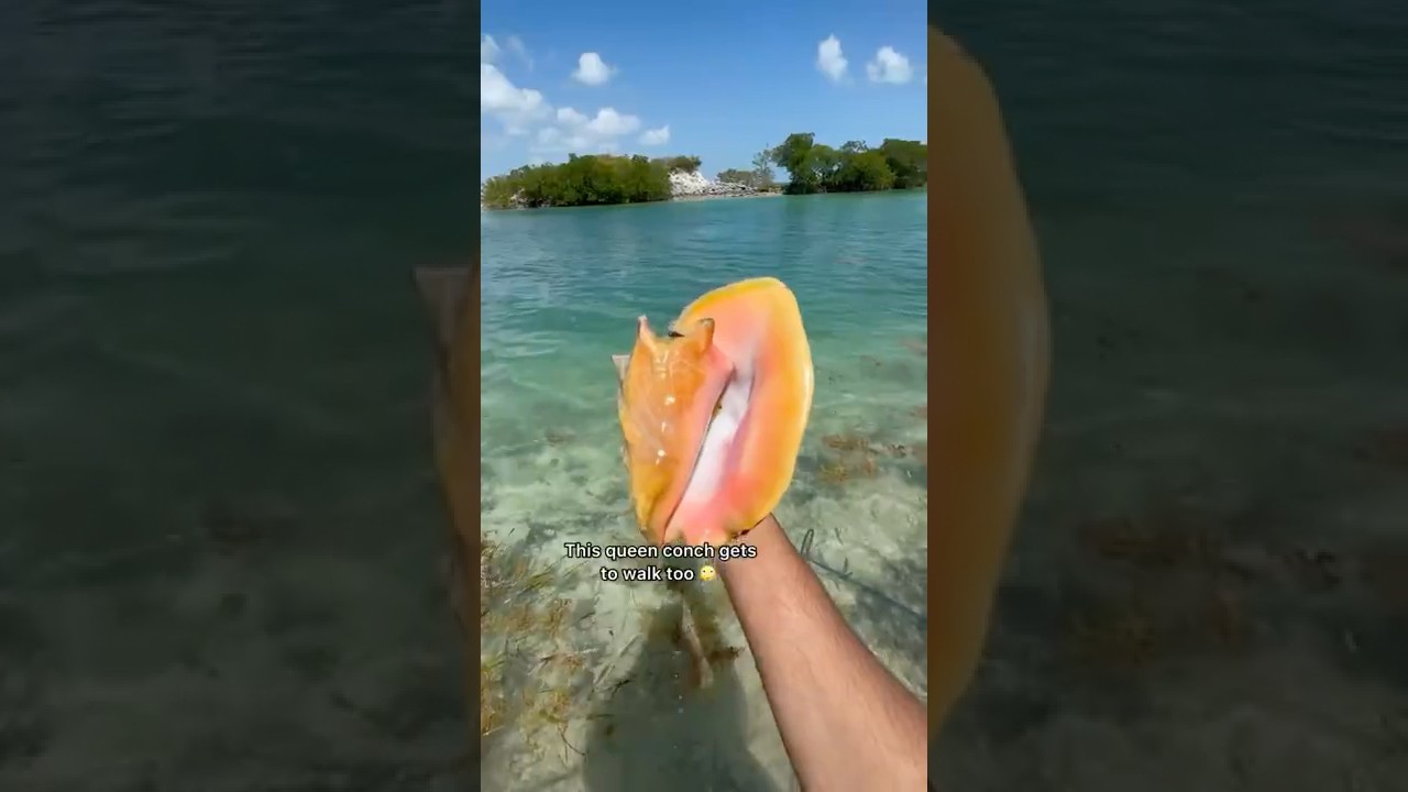 Finding 3 Beautiful Conch Shells