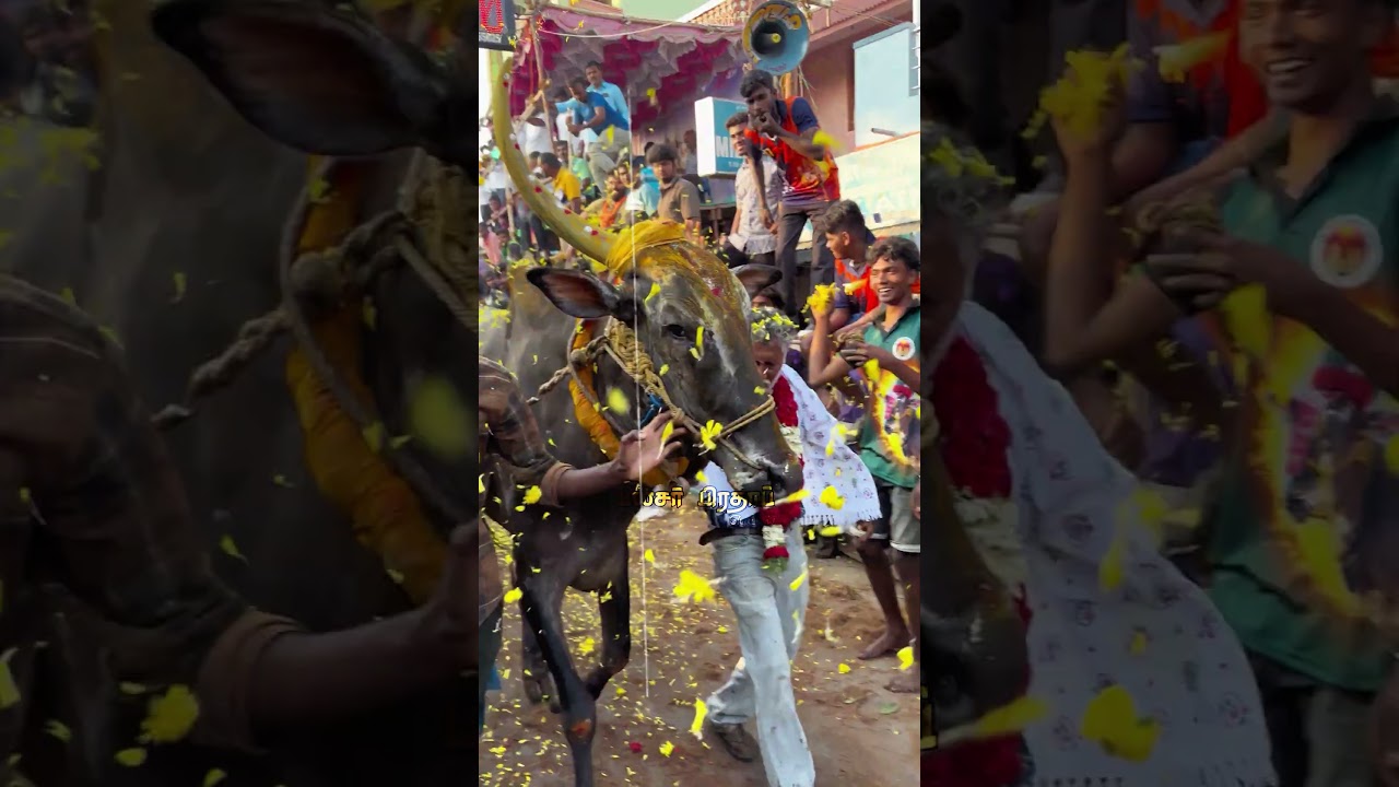 VANIYAMBADI SUPER STAR 😭🥺#rip #eruthukattu #bullvideos #missyou #edit #pulsar #jallikattu #shorts