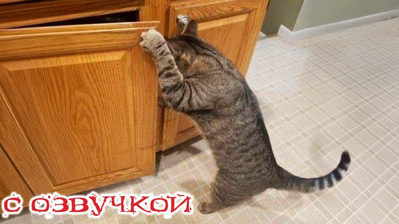 Приколы с котами! С ОЗВУЧКОЙ! Смешные видео про животных! Смешные коты! 2025!