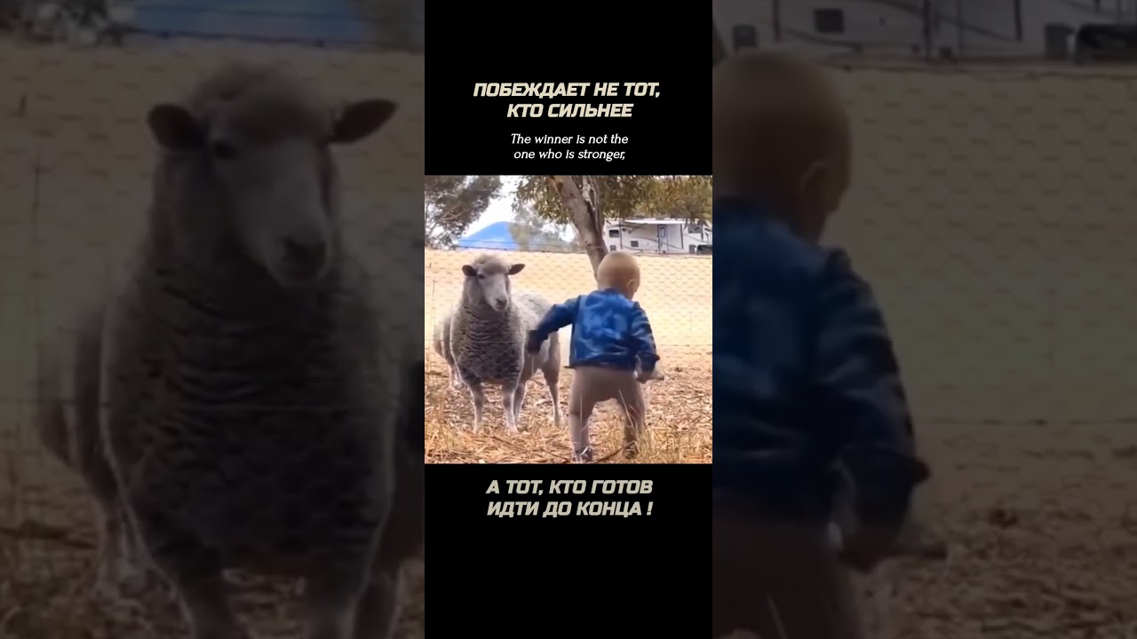Дети и животные юмор овцы дети приколы sheep children animals farm ram farming баран