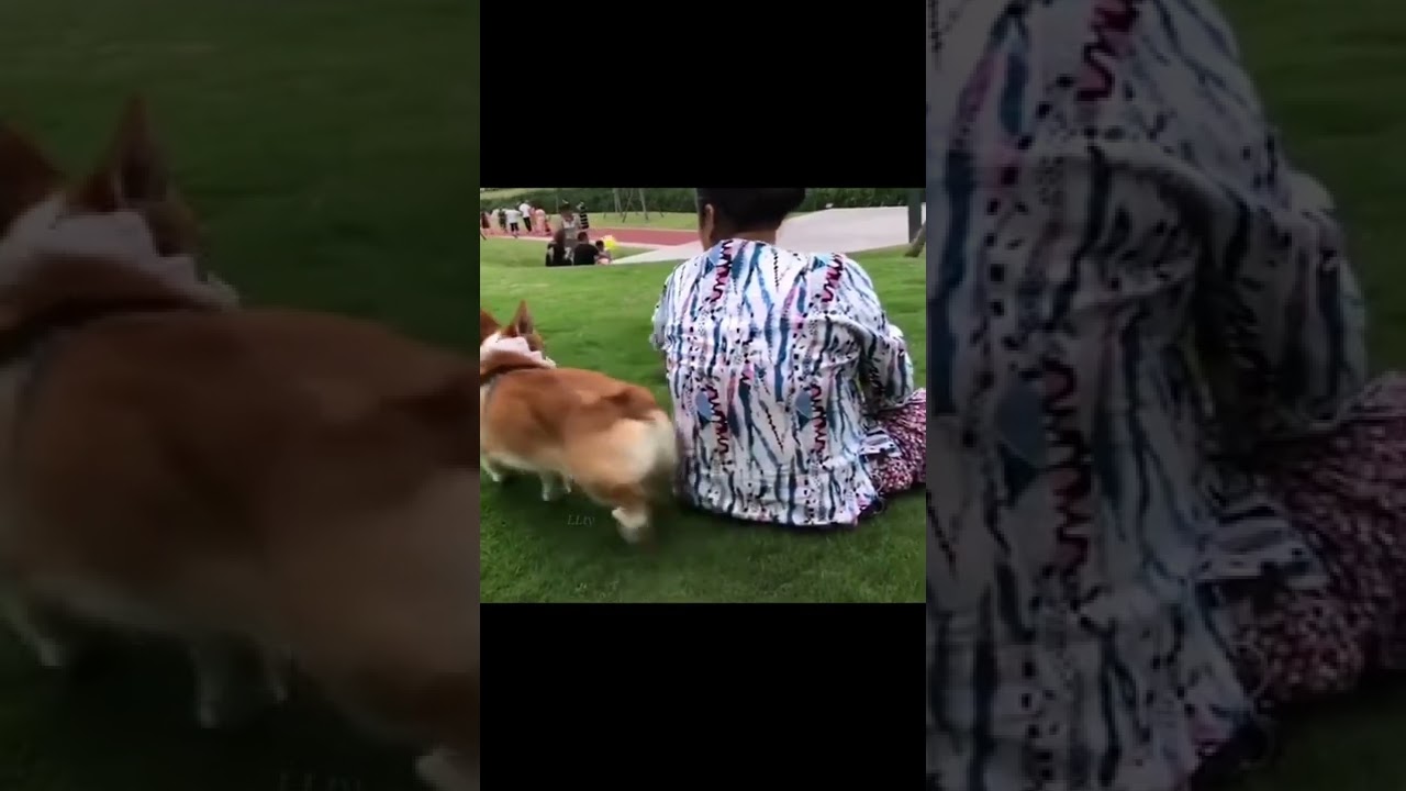 Shorts 130. Смешные животные. Смешные видео. МУЛЬТПАРАД COMEDY. Приколы, камеди.  Смешные собаки.