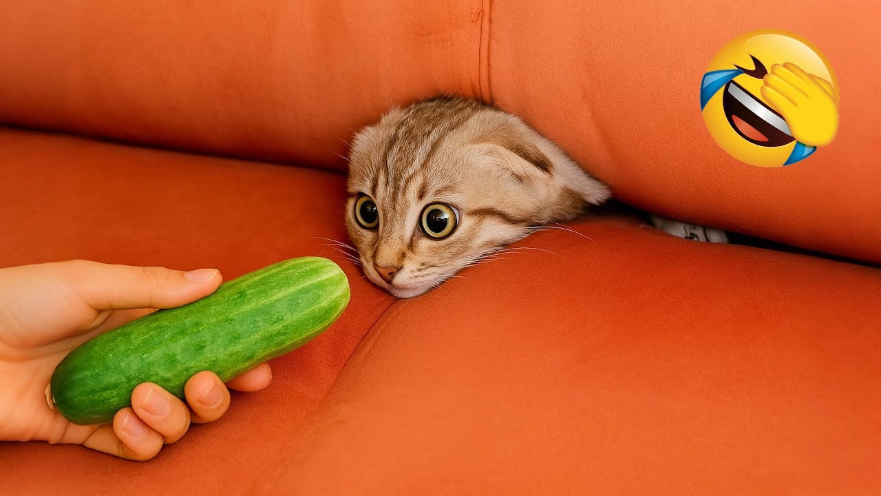 Hilarious Animals 2025 😂 New Funny Cats and Dogs Videos 😅