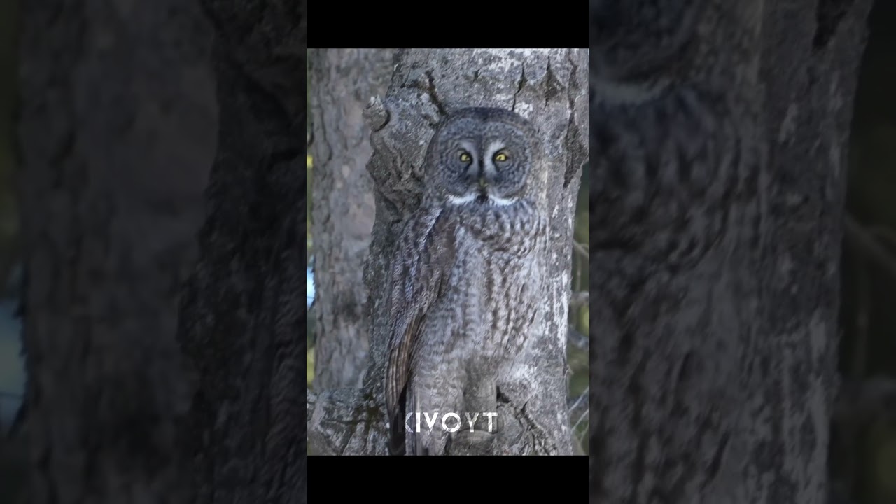 Nature's Camouflage💀