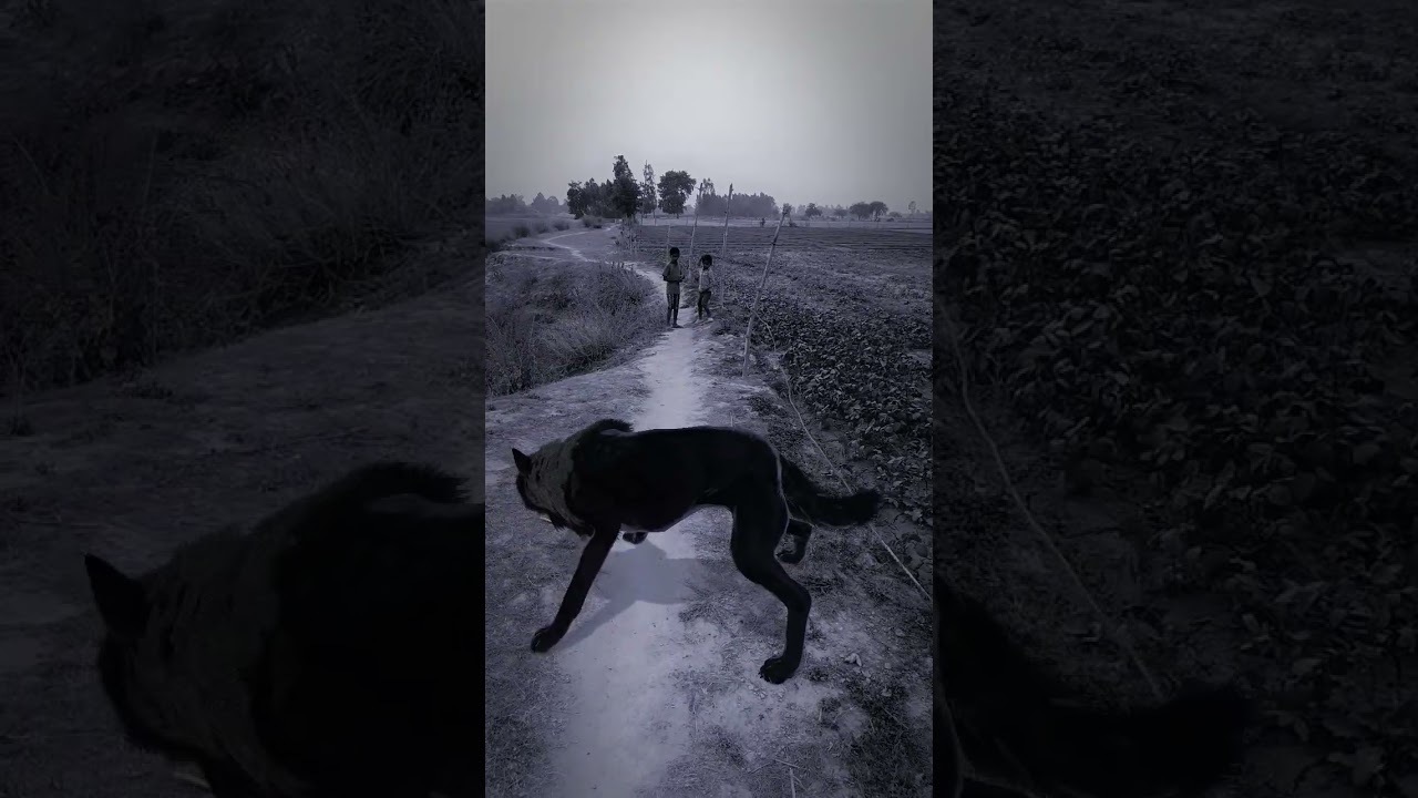 Part 457 Wolf in village #wolfsounds #relaxinwolf #wolfsong #wildlife #wolf #forest #nature #shorts