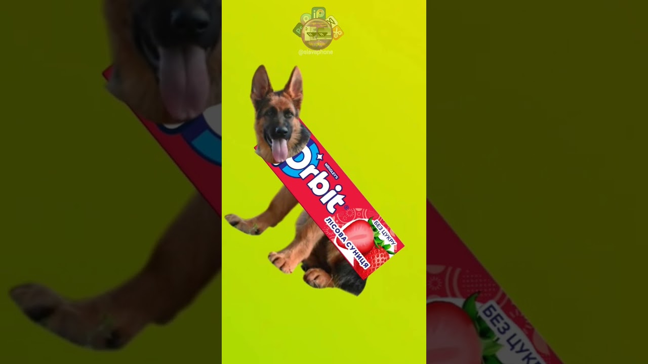 Мишка сосиска 😁 рекомендации cat мышка mem рекомендації меми funny мемы dog мемчики