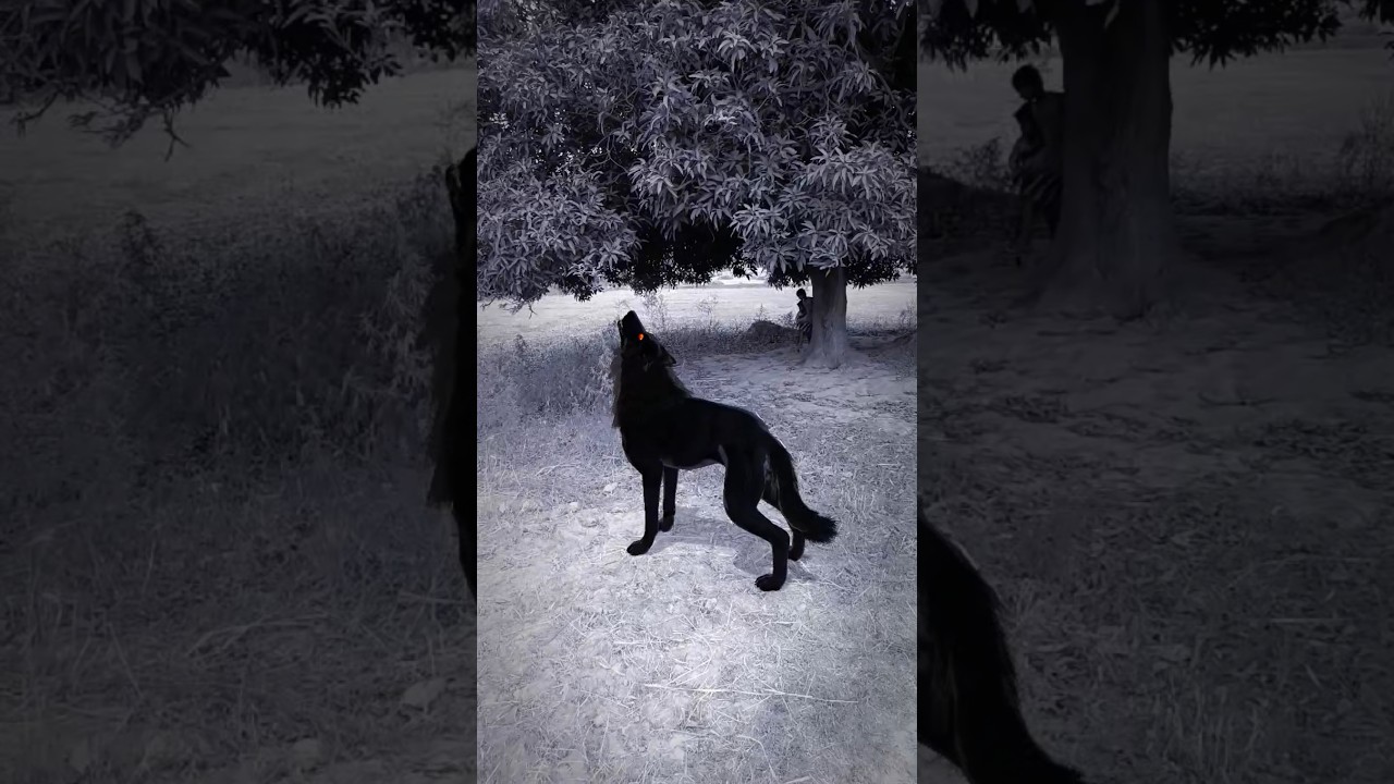 Part 453 Wolf in village #wolfsounds #relaxinwolf #wolfsong #wildlife #wolf #forest #nature #shorts