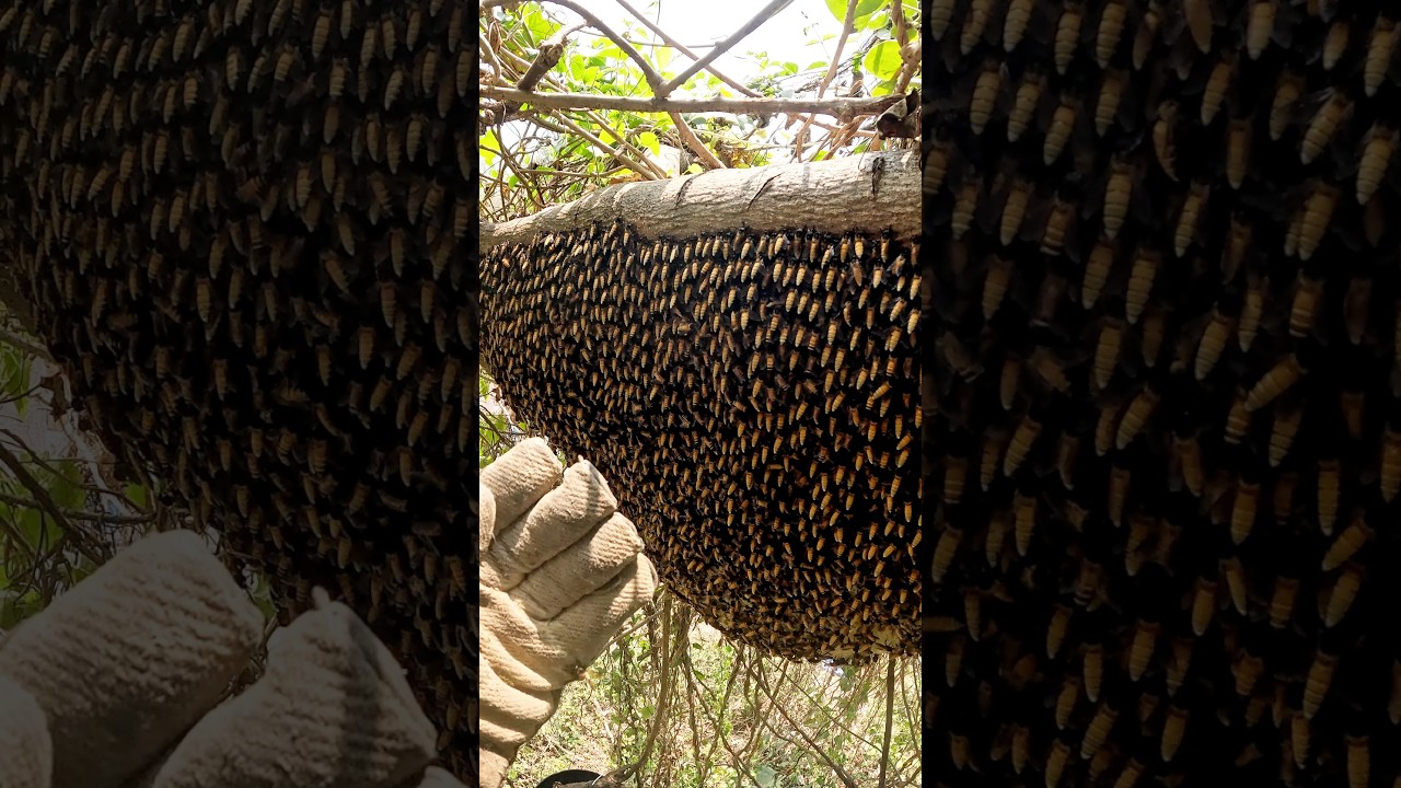 a big madhumakhi ka chata #nature #youtubeshorts