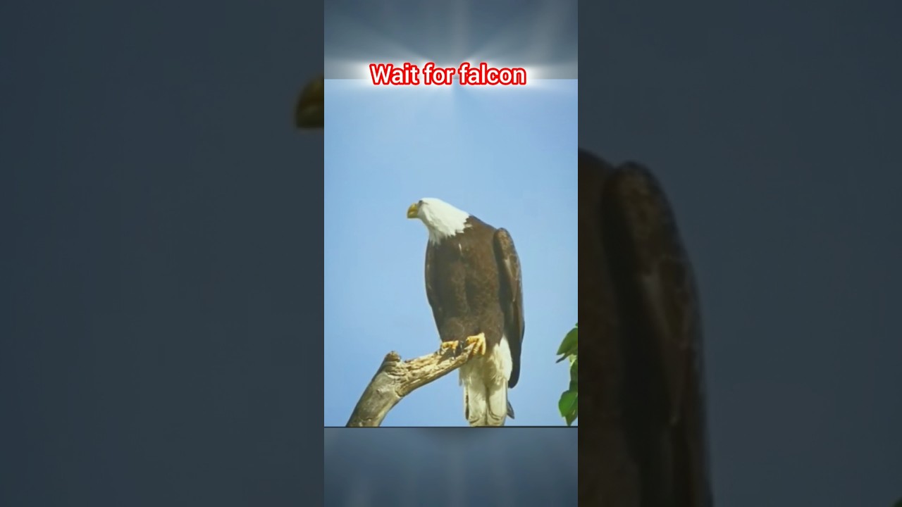 (the best) peregrine falcon vs Bald eagle