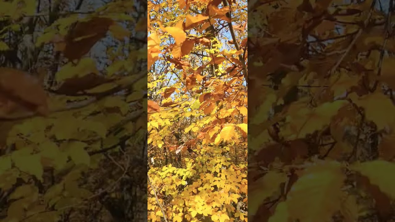 Beautiful Nature even in November 🍁 viralvideo nicee shortvideo shorts beautiful