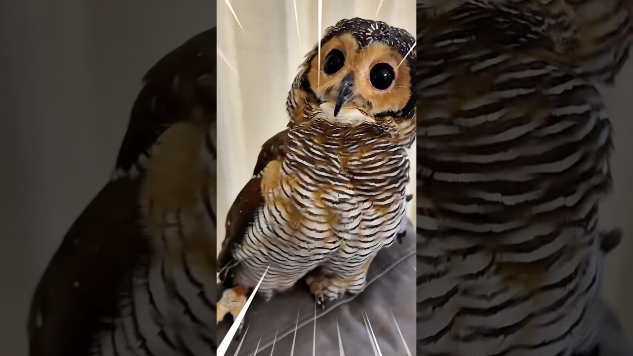 Bibib Sigma Owl 🥶🦉vs Bald Bad Eagle 😡🦅  funny funnyanimal cuteanimals cute animals cat