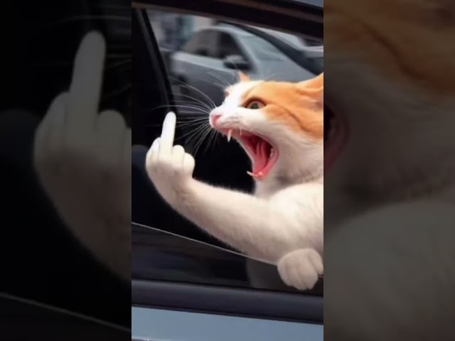 Смотреть до конца cat кот страшныеистории смешно