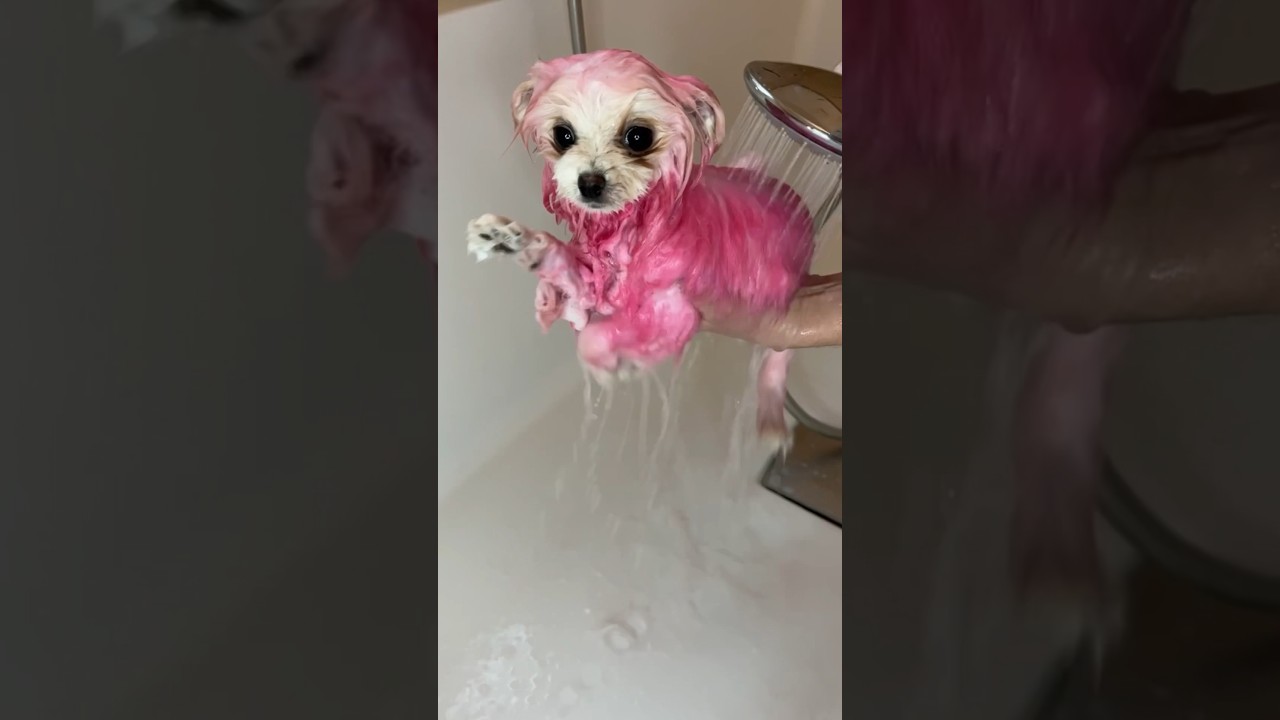 Розовая собака?!🐽🐶 юмор шпиц померанскийщпиц ледидиана ржака shortsvideo а4 златуха реки