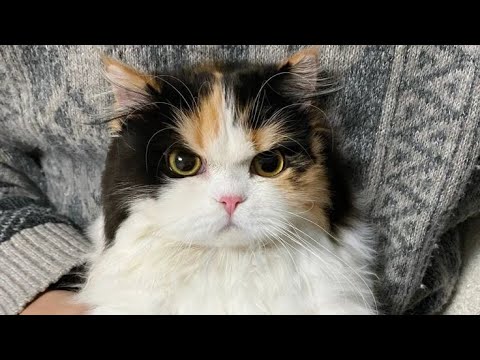 Вот это жиза! животные вытворяют такое, что невозможно перестать смеяться — приколы 2025