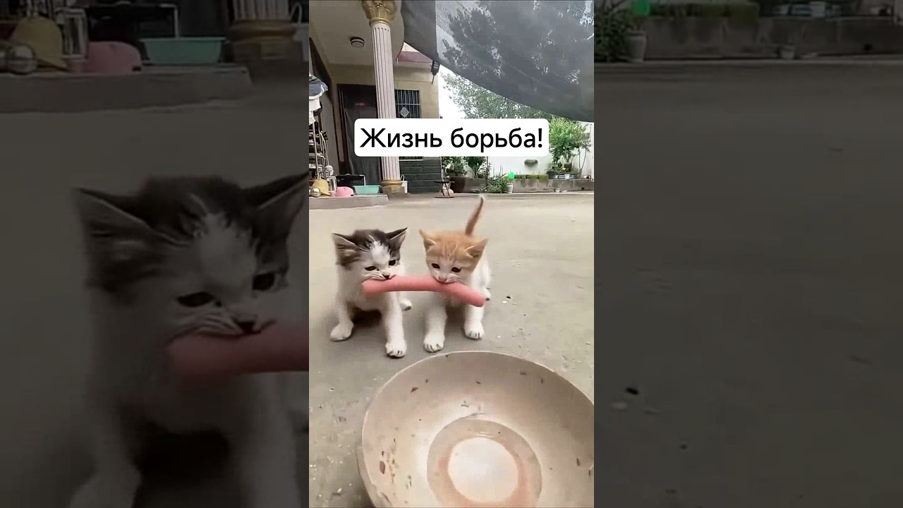 На это Можно смотреть ВЕЧНО!! Смешные Кошки и Собаки! 😂😂😂 ShortsVideo Shorts cat funny dog