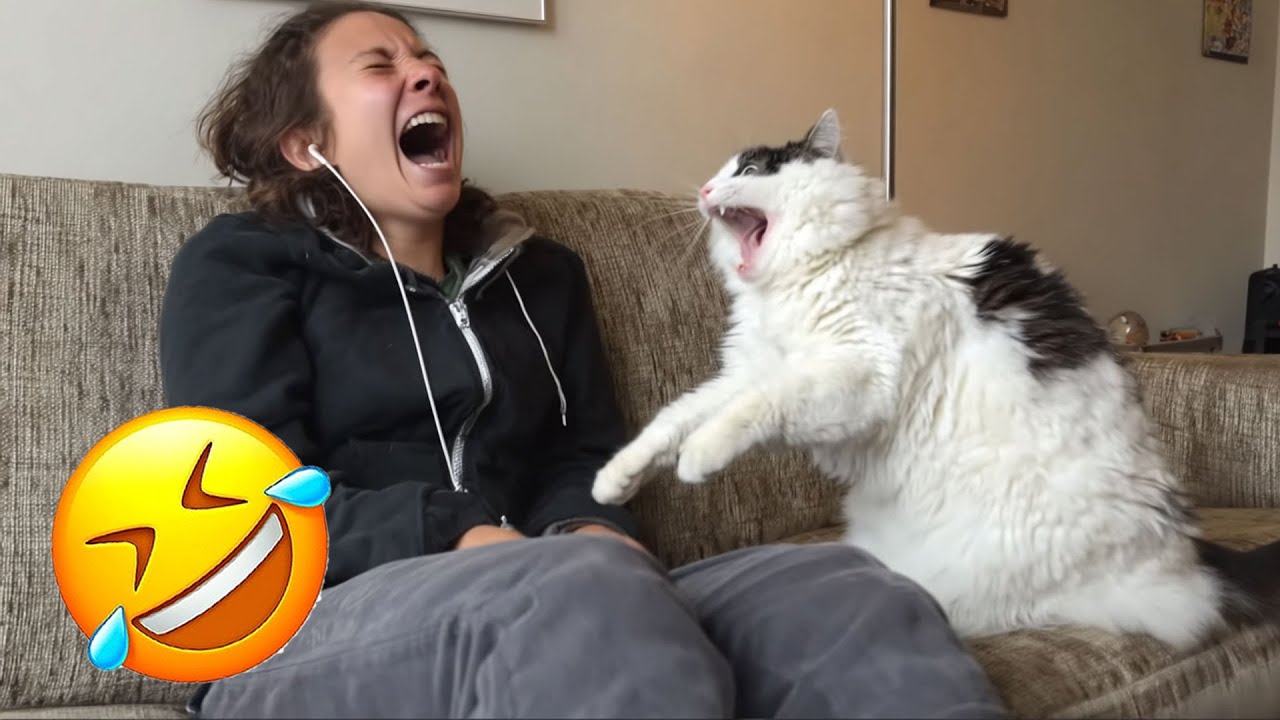 Засмеялся — проиграл 😅 Лучшие смешные видео с кошками и собаками 😹🐶 Часть 1