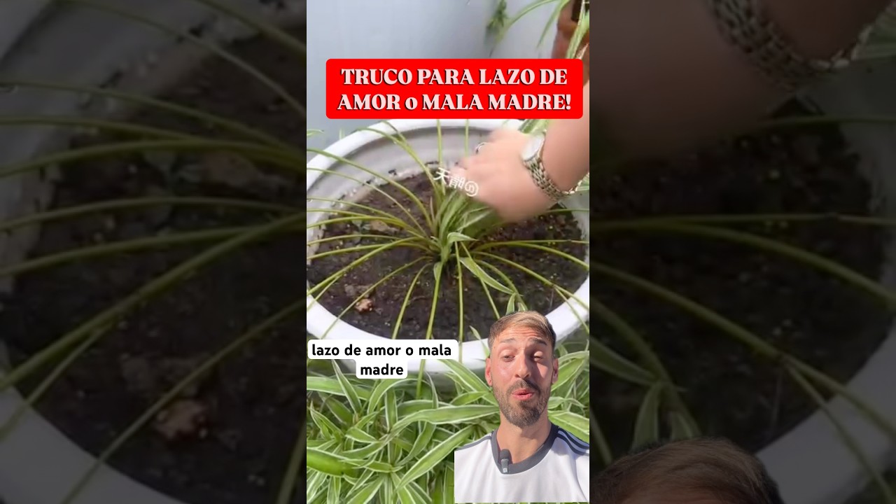 TRUCO para Planta Mala Madre!