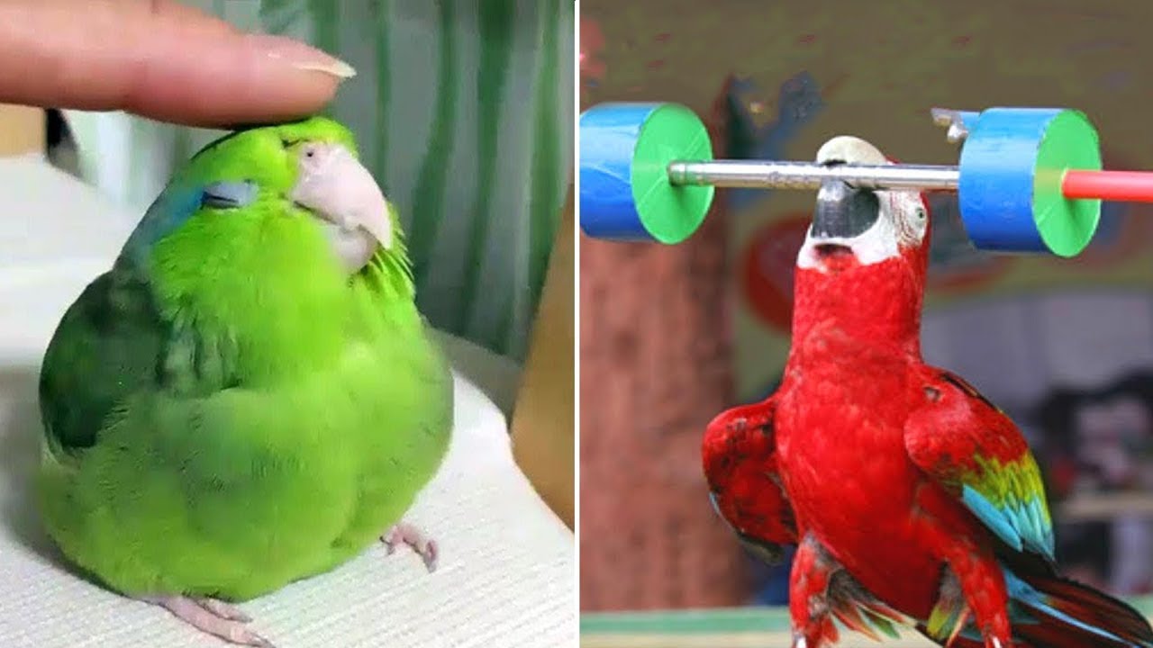 Smart And Funny Parrots Parrot Talking Videos Compilation (2023) - Cute Birds 25