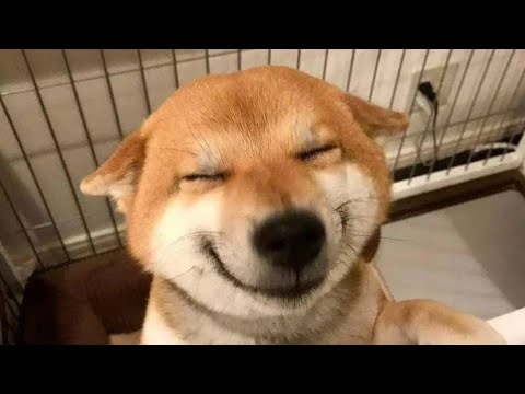 Шок! Как котики и собачки насмешили миллионы в 2025 — самые смешные моменты