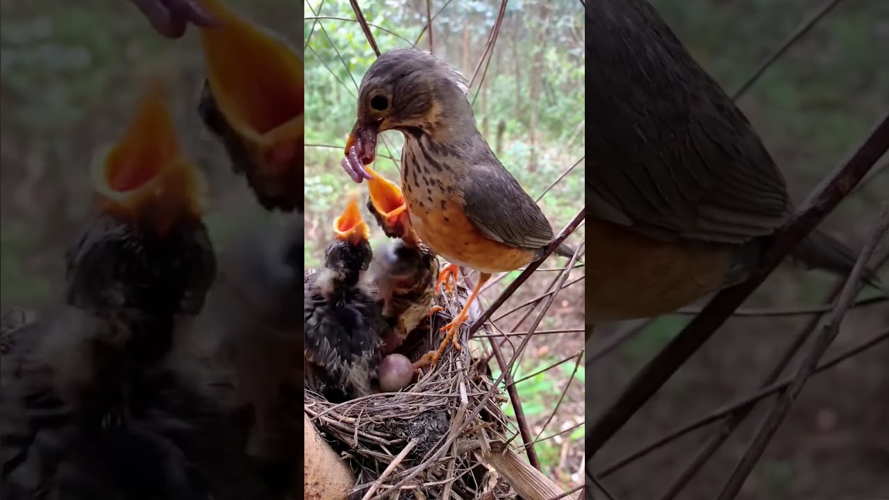 Review bird in nests #birds #birdmaster #birdhomes #birdingparadise #birdhouses #nature #Ep.1040