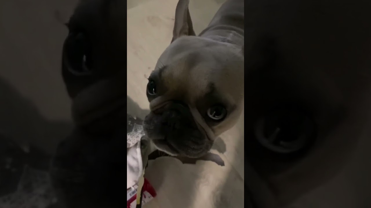 Видео о животных из интернет 225 cat смешновидео funny