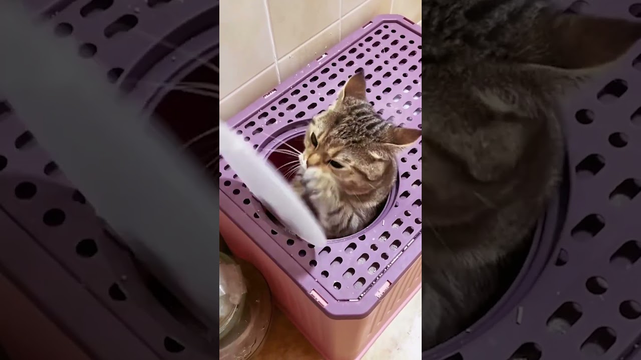 Смешные пушистики / Смешные моменты с животными 2024 /№60 ff домашниепитомцы коты собаки funny