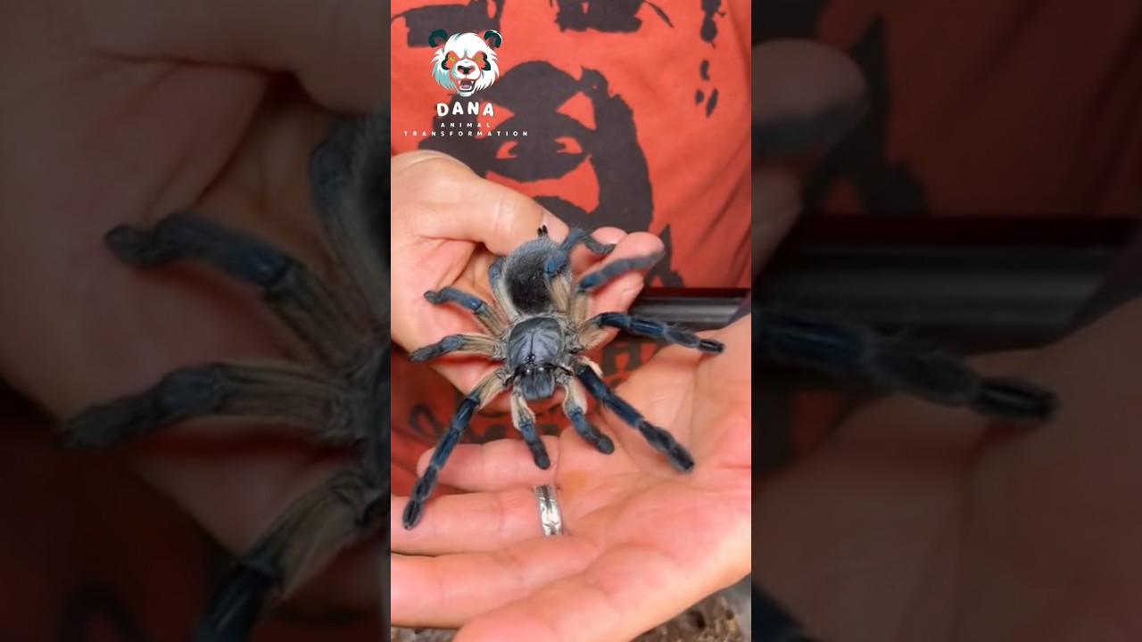 Nature&#39;s Amazing Animal Metamorphosis! #animaljourney #spider  #beautifulnature