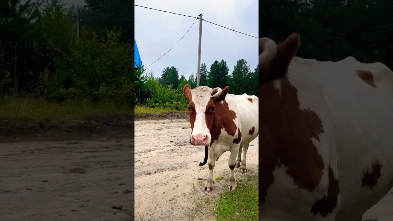 Потерялась корова, зовёт всех..,, marya_max деревенскаяжизнь корова