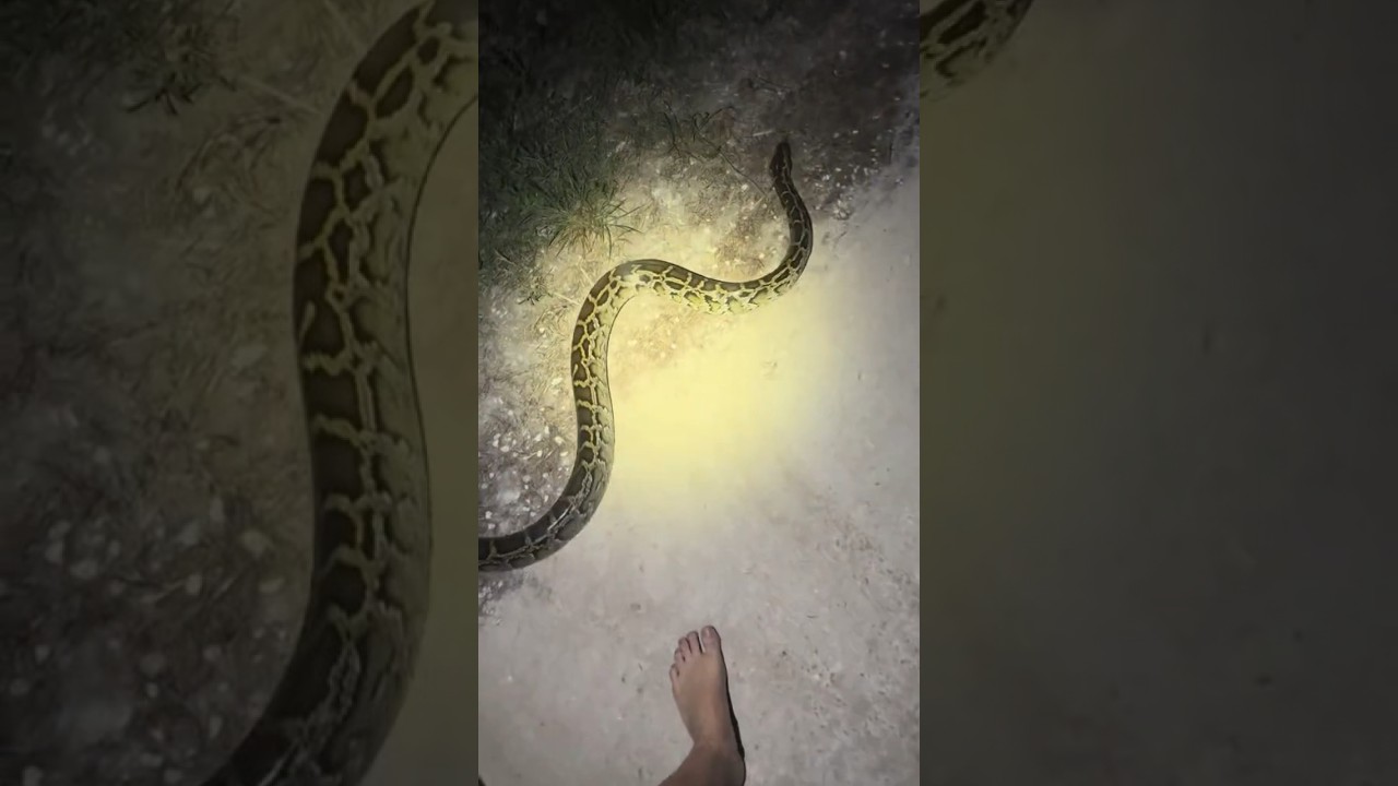 Looking for a 20 foot python! #wildlife#animal#snake#nature#animals#florida#shorts#adventure#python￼