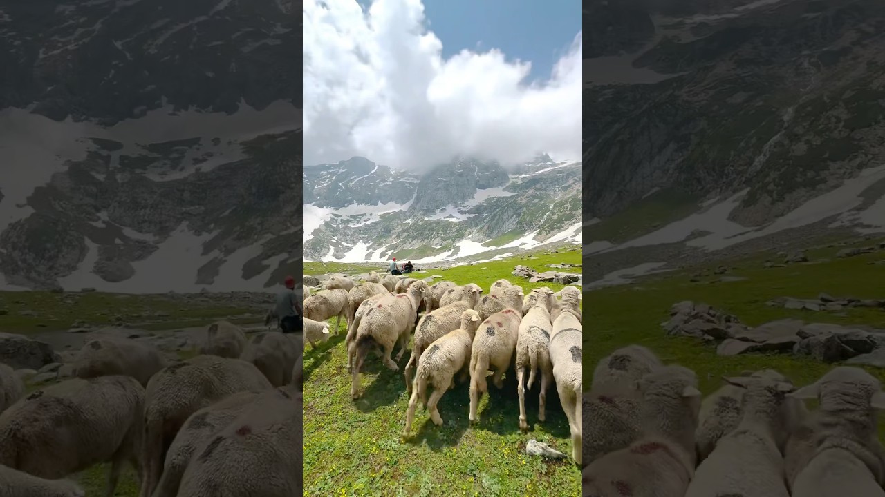 Jannate kashmir 🏔️❤️ #mountains #jannatkashmir #travel #kashmirexpress #nature #love #roufkashmir