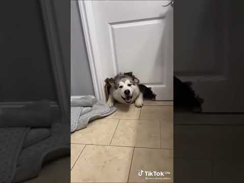 Подборка Приколов с Животными 2023 | Смешное Видео Про Животных |  Funny Animals 2023