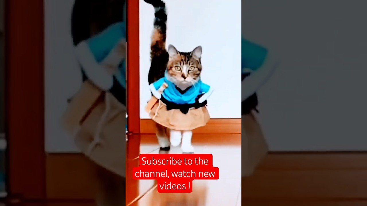 shortvideo музыка няшка life котикивидео Milota