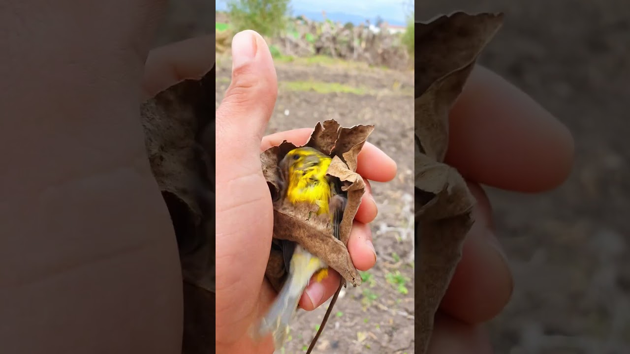 Birds in nature #birds #oiseaux