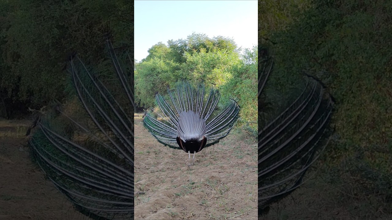 #cuteanimal #eagles #nature #swans #cute #peacock #birds #animals #swan #love