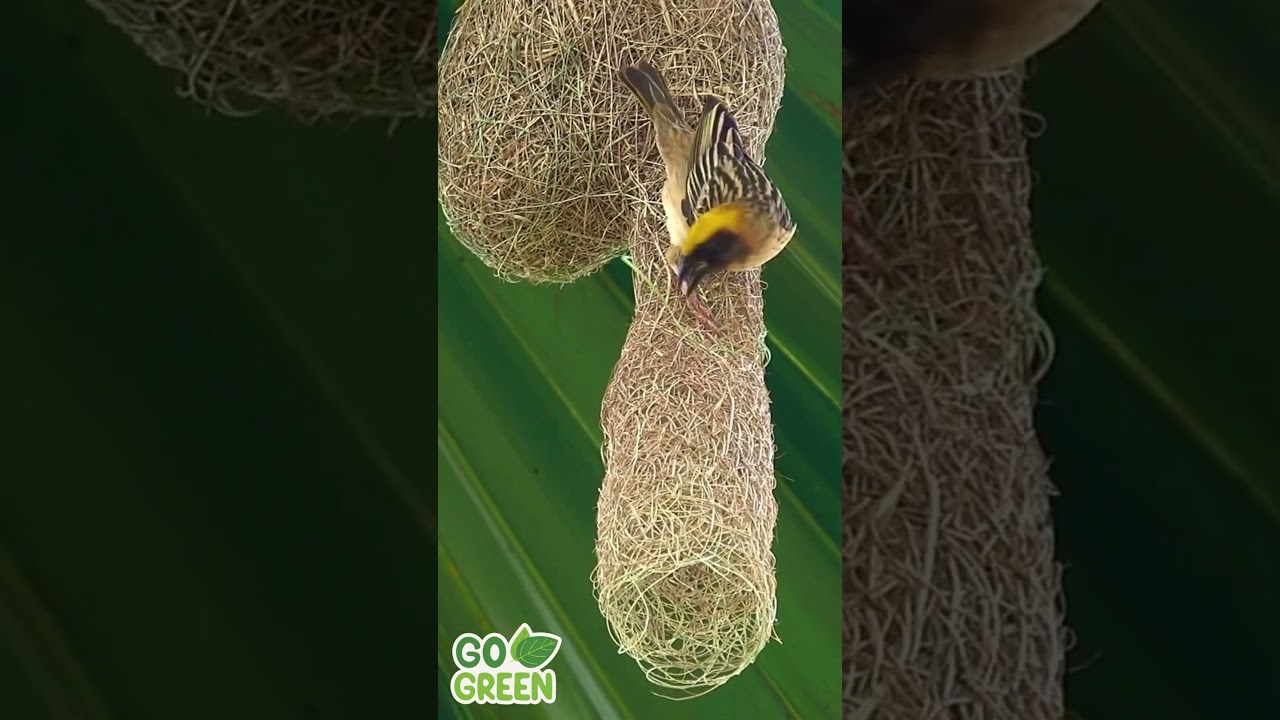 Nature&#39;s Tailors Birds and Their Incredible Nest-Making Skills #cute #birds #nest #nature #master