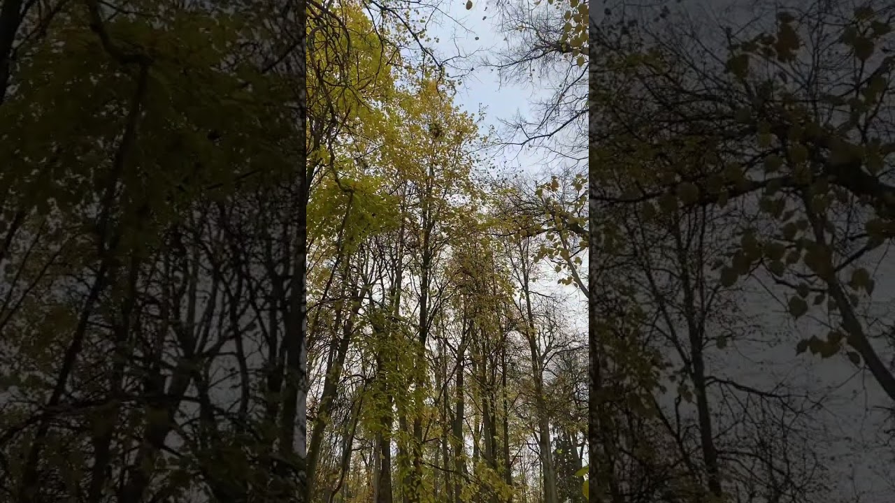 осень золотаяосень листопад октябрь ноябрь autumn